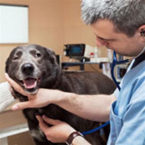 Understanding Metronomic Chemotherapy For Pets With Cancer Petmd