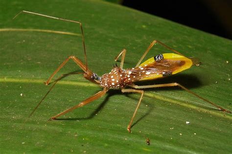 Assassin Bug Epidaus Famulus Harpactorinae Reduviidae Bugs Insects Puer