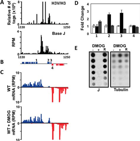 Base J Regulates Gene Expression At The Level Of Rnap Ii Transcription