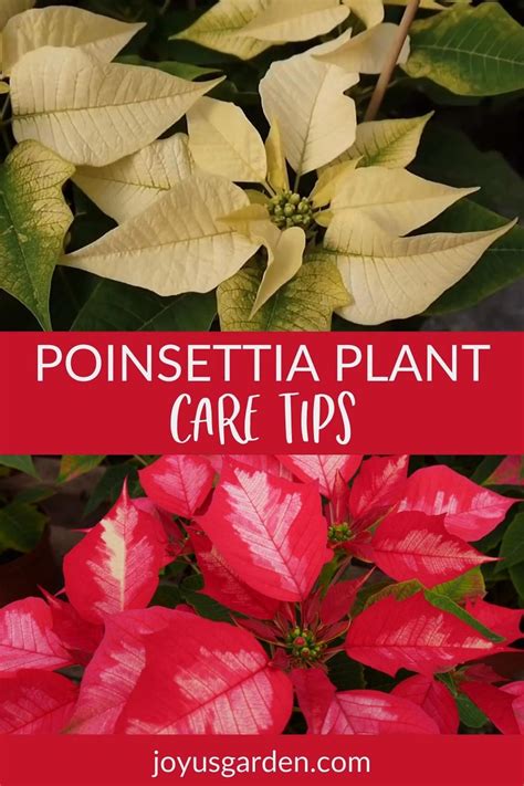 Growing And Caring For Poinsettia Artofit