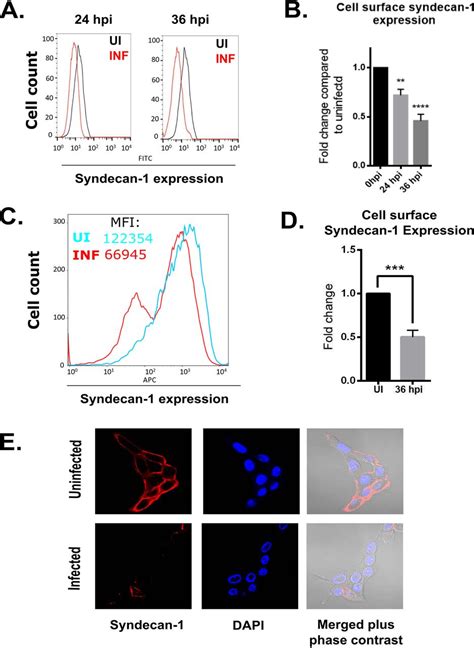 Heparanase Regulated Syndecan Shedding Facilitates Herpes Simplex