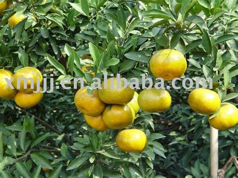 Yong chun Mandarin Orange products,China Yong chun Mandarin Orange supplier