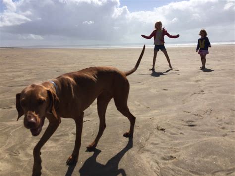 North Devon Walks - Putsborough beach & coastal path - The Family