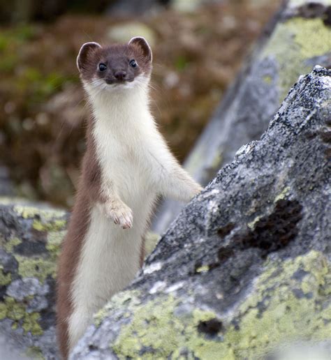 Stoat, Cute animals, British wildlife