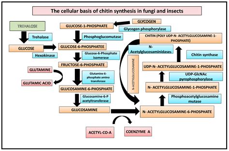 Structure And Formation Of Chitin Encyclopedia Mdpi