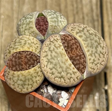 SHPR20874 Lithops hookeri v marginata Кактус онлайн