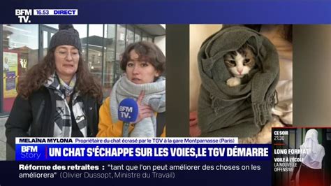 Le chat de Melaïna a été coupé en deux par un TGV elle