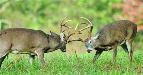 Texas Deer Population Forecasted to Rebound from Drought Conditions ...