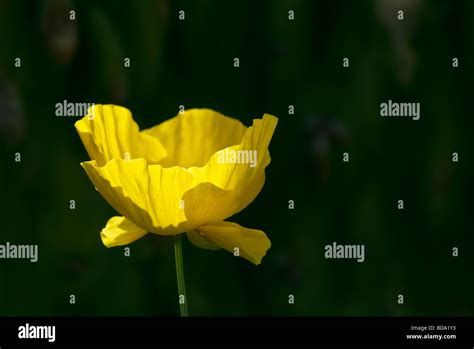 Corn Poppy Field Hi Res Stock Photography And Images Alamy