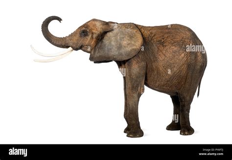 Side view of an African elephant lifting its trunk, isolated on white ...