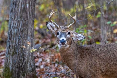 A Brown Deer with Antlers in the Woods · Free Stock Photo