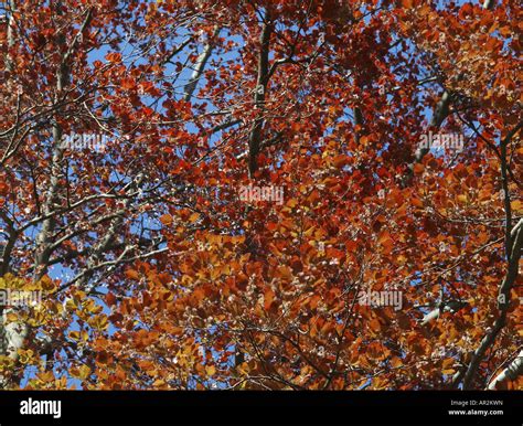 Copper Beech Fagus Sylvatica Var Purpurea Fagus Sylvatica