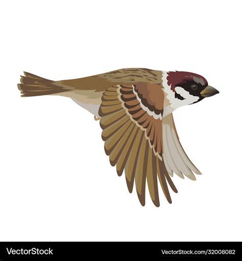 Realistic Sparrow Flying Colorful Royalty Free Vector Image