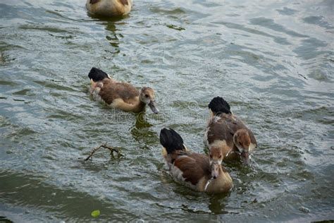 Feeding a Swimming Duck Family on a Pond in Europe Stock Image - Image ...