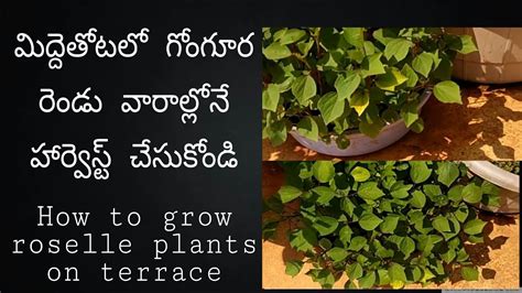 Gongura Harvesting In 2 Weeks On Terrace How To Grow Gongura Roselle