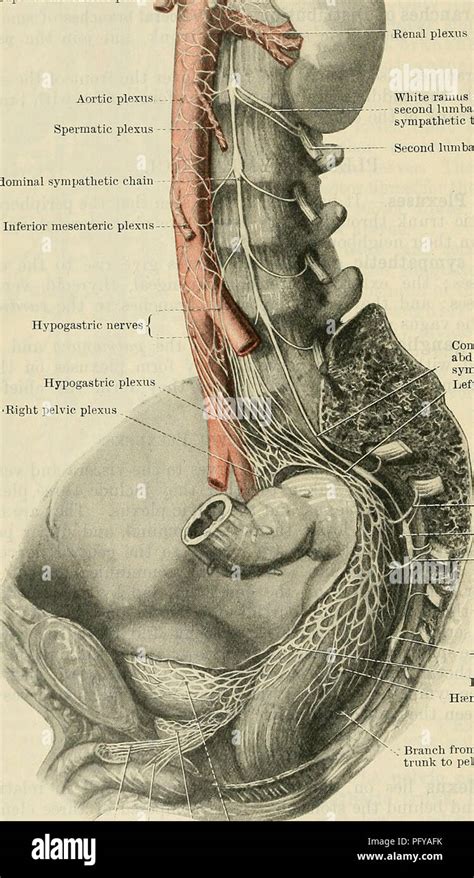 Celiac Plexus Anatomy