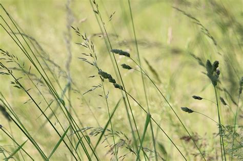 Grasses Meadow Stalks Free Photo On Pixabay Pixabay