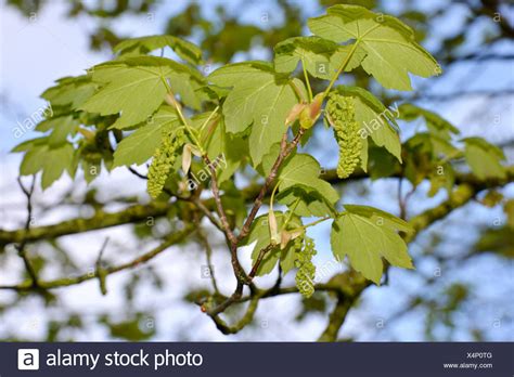 Sycamore Flowers High Resolution Stock Photography And Images Alamy