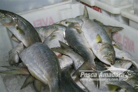 Rio Grande Do Sul Portal Pesca Amadora Esportiva