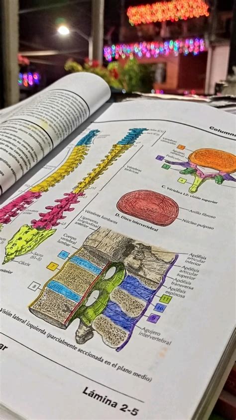 Columna Vertebral Lamina Cuaderno De Anatom A Para Colorear