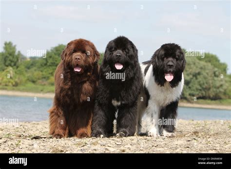 Newfoundland Dog Colors Brown