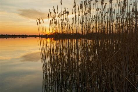 Premium Photo Reeds On The Shore Of The Lake And Sunset