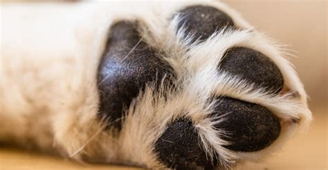 Dog Paws Everything You Wanted To Know About Your Dogs Foot A Z Animals