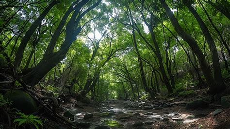 31,000+ Aokigahara Forest Pictures