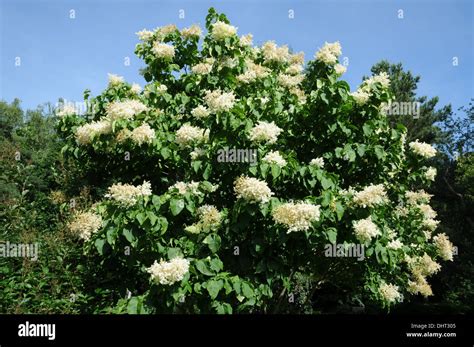 Japanese tree lilac Stock Photo - Alamy