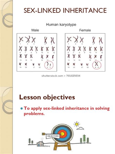 Sex Linked Inheritance Pdf
