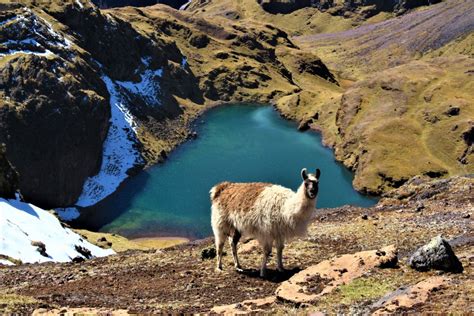 Cuzco Excursi N De D As De Lares A Machu Picchu Con Tren Panor Mico