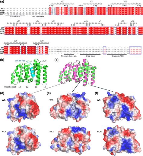 Engineering Chromosome Region Maintenance 1 Fragments That Bind To