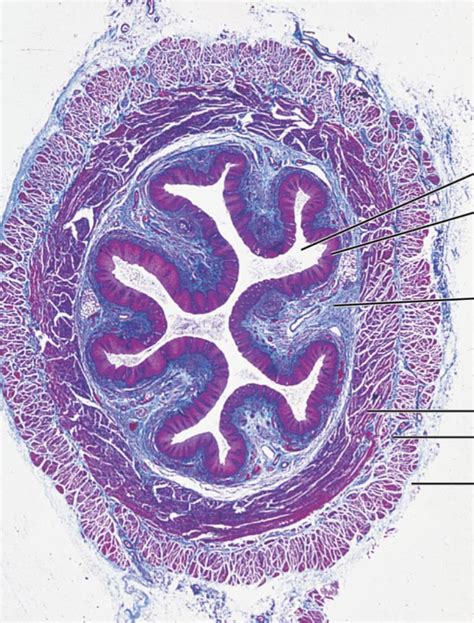 Digestive System Lab Layers Of Digestive Tract Wall Diagram Quizlet