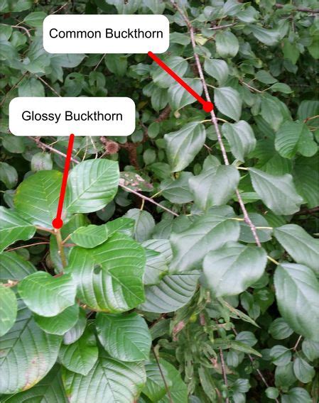 Buckthorn Identification | Buckthorn Project