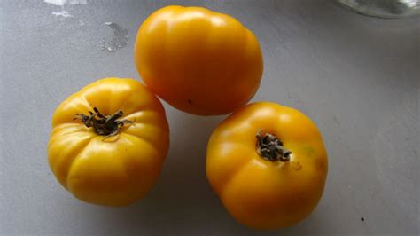 Indian Moon Gold Tomato Hrseeds