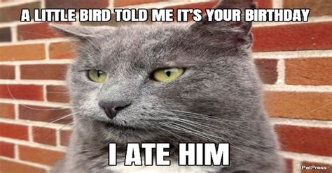 birthday pet memes