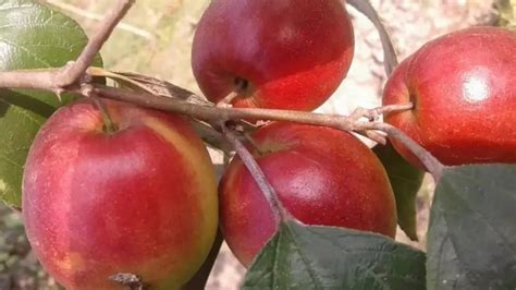 Full Sun Exposure Green Kashmiri Red Apple Ber Plants For Fruits At Rs