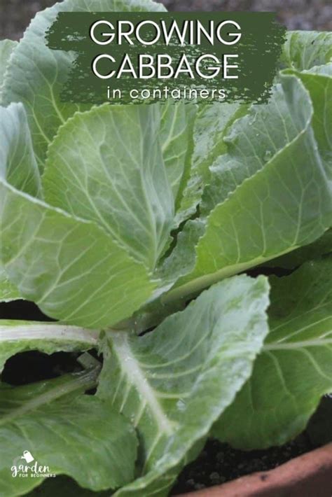 Growing Cabbage In Containers And Planting Tips Garden For Beginners