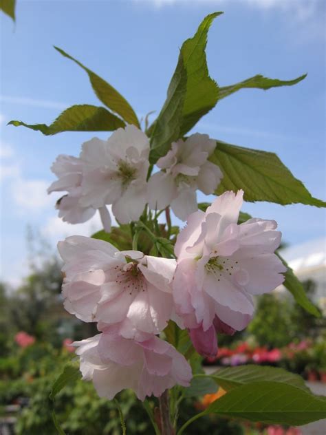 Amanogawa Un Prunus Serrulata Haut En Couleurs Pour Votre Jardin