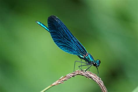 Free Images Dragonfly Damselfly Dragonflies And Damseflies