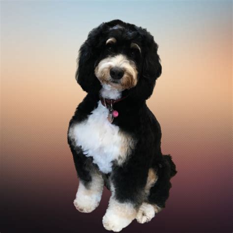 Stylish Bernedoodle Haircuts | Grooming Tips for Your Furry Friend - Mi ...