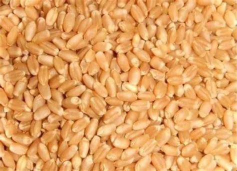 Golden 25 Kg Wheat At Rs 23 Kilogram In Ahmedabad ID 21026724391