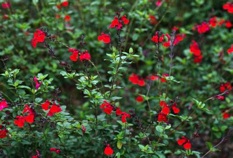 How to Grow and Care for Autumn Sage