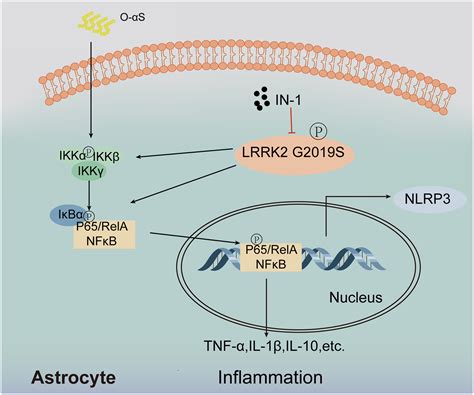 Lrrk2 G2019s Promotes Astrocytic Inflammation Induced By Oligomeric α Synuclein Through Nf κb