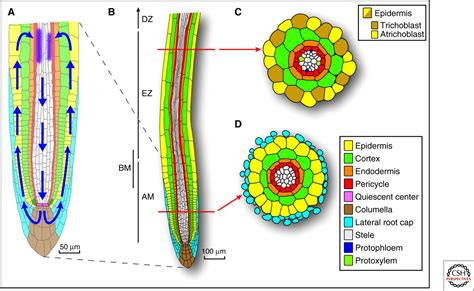 Auxin Control Of Root Development