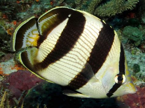 Banded Butterflyfish Chaetodon Striatus Cozumel Mexico Photo 1