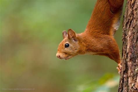 Red Squirrel Female Red Squirrel Female Walter Soestbergen Flickr