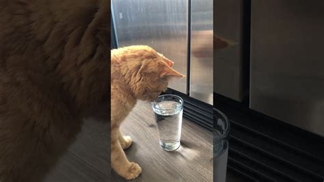 Thirsty Cat Youtube