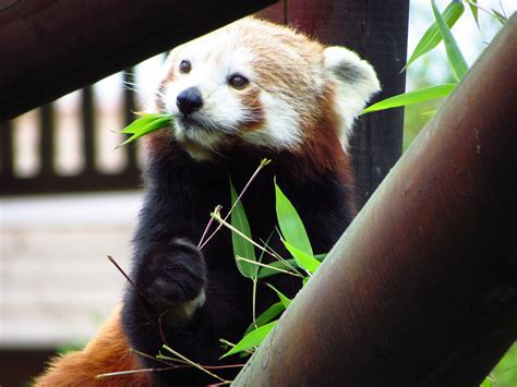 Download free photo of Red,panda,red panda,eating,sitting - from ...