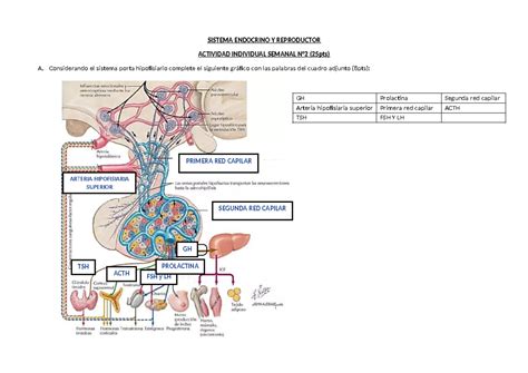 Verónica Sedano Actividad Individual 2 2024 SISTEMA ENDOCRINO Y